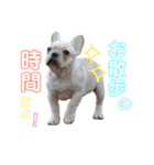 フレブル モモタロウ（個別スタンプ：13）