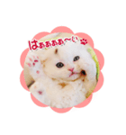かわいい仔猫たち（個別スタンプ：1）