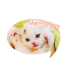 かわいい仔猫たち（個別スタンプ：2）