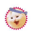 かわいい仔猫たち（個別スタンプ：3）