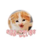 かわいい仔猫たち（個別スタンプ：4）