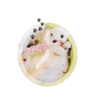 かわいい仔猫たち（個別スタンプ：5）