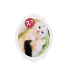 かわいい仔猫たち（個別スタンプ：6）