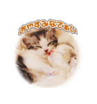 かわいい仔猫たち（個別スタンプ：7）