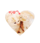 かわいい仔猫たち（個別スタンプ：8）