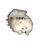 くっちょま（個別スタンプ：1）
