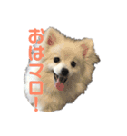 くっちょま（個別スタンプ：2）