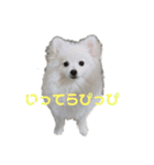 くっちょま（個別スタンプ：6）