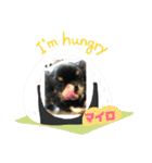 チワワ  可愛いマイロのご挨拶（個別スタンプ：2）