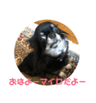チワワ  可愛いマイロのご挨拶（個別スタンプ：6）