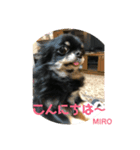 チワワ  可愛いマイロのご挨拶（個別スタンプ：9）