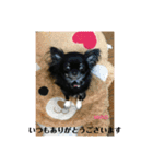 チワワ  可愛いマイロのご挨拶（個別スタンプ：10）