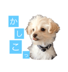 チワプーのしずく2（個別スタンプ：1）