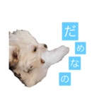 チワプーのしずく2（個別スタンプ：3）