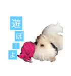 チワプーのしずく2（個別スタンプ：4）