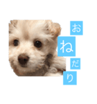 チワプーのしずく2（個別スタンプ：6）