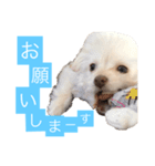 チワプーのしずく2（個別スタンプ：7）
