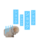 チワプーのしずく2（個別スタンプ：9）