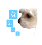 チワプーのしずく2（個別スタンプ：10）