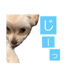 チワプーのしずく2（個別スタンプ：11）
