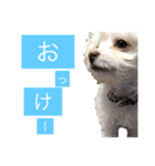 チワプーのしずく2（個別スタンプ：12）