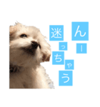 チワプーのしずく2（個別スタンプ：13）
