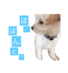 チワプーのしずく2（個別スタンプ：14）