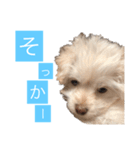 チワプーのしずく2（個別スタンプ：15）