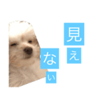 チワプーのしずく2（個別スタンプ：16）