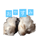 チワプーのしずく2（個別スタンプ：17）
