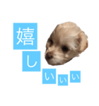 チワプーのしずく2（個別スタンプ：19）