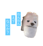 チワプーのしずく2（個別スタンプ：22）