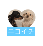 チワプーのしずく2（個別スタンプ：23）