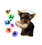 ヨークシャテリアのコロン（個別スタンプ：10）