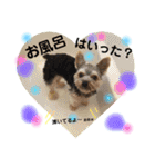 ヨークシャテリアのコロン（個別スタンプ：13）