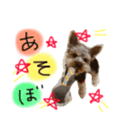 ヨークシャテリアのコロン（個別スタンプ：14）