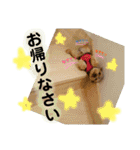 ヨークシャテリアのコロン（個別スタンプ：20）