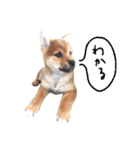 柴犬GEN（個別スタンプ：1）