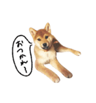 柴犬GEN（個別スタンプ：2）