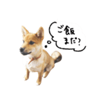 柴犬GEN（個別スタンプ：5）