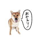 柴犬GEN（個別スタンプ：9）