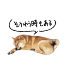 柴犬GEN（個別スタンプ：10）