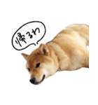 柴犬GEN（個別スタンプ：16）