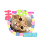 茶々丸の日常（個別スタンプ：1）