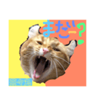 茶々丸の日常（個別スタンプ：2）