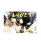 チワワのティアラ あいさつ1（個別スタンプ：8）