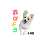 まる君のすたんぷ（個別スタンプ：1）