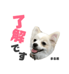 まる君のすたんぷ（個別スタンプ：5）