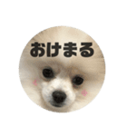 まる君のすたんぷ（個別スタンプ：6）