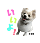 まる君のすたんぷ（個別スタンプ：11）